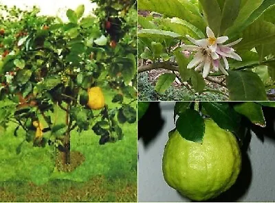 Citron {Citrus Medica} Organic Fragrant | Heirloom 5 Seeds Free Shipping! • $4.99