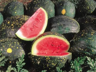 Moon And Stars Red Watermelon Seeds 15 Ct Fruit 15-25 Lbs NON-GMO FREE SHIPPING • $1.99