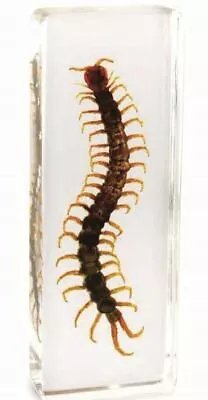 Insect Office Paperweight Real Giant Centipede Specimen Taxidermy - Large • £13.95