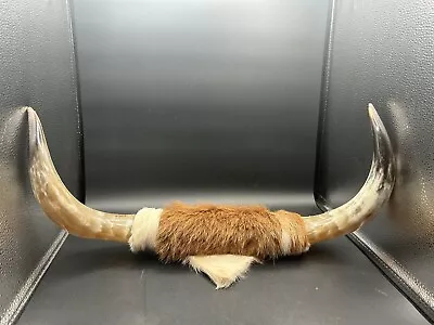 Vintage Taxidermy Mounted Steer Bull Horns From Mexico 20  • $69.95