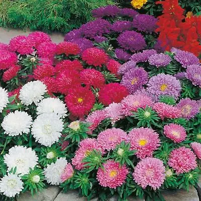Aster Colour Carpet Mixed Seeds Grow Your Own Flowers Borders Simply Garden • £2.49