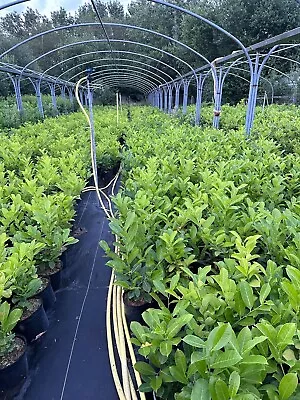 X50 Cherry Laurel Hedging Plants 2-3ft Evergreen Prunus Rotundifolia In 3L Pots • £399