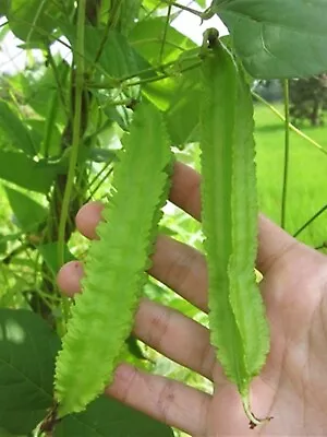 10 Seeds Winged Bean For Natural Organic Farming Vegetable Fruit & Flower Damba • $8.50