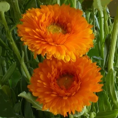 English Marigold 'Ollioules Orange' / Calendula Officinalis / 300 Seeds • £1.49