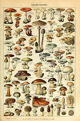 Vintage Mushrooom Funghi Educational Poster :  Archival Quality Art Print • $57.95