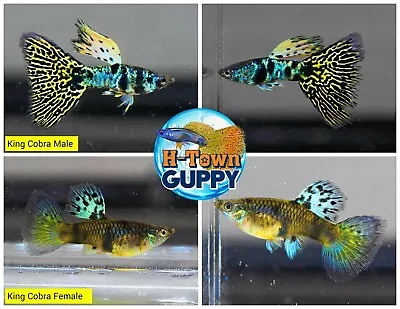 $30.95 • Buy 1 TRIO - Live Aquarium Guppy Fish High Quality -  King Cobra
