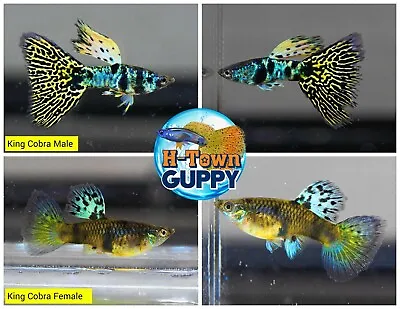 1 TRIO - Live Aquarium Guppy Fish High Quality -  King Cobra • $37.15