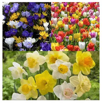£3 • Buy Spring Flowering Bulbs-Tulips-Daffodils-Crocus-Bluebells-Hyacinths-Fritillaria
