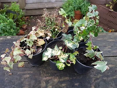 £14.95 • Buy Ivy Collection - 5 X 9cm Pots - Grower's Choice Of Selected Varieties