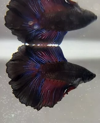 Live Male Betta Fish - 132 Black Doubletail • $15.50