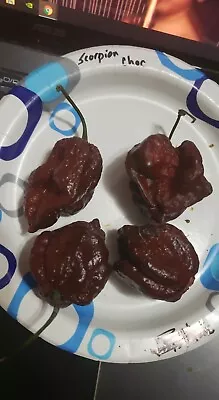 Chocolate Scorpion 10+ Seeds • $8