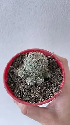 Rebutia Spegazzinii Cactus • $9