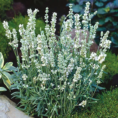 Lavender 'Ellagance Snow' Medium Plug Plants X 4. White Flowers. Pollinators • £9.95