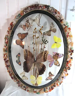 Vtg 10 Real Butterfly Taxidermy Oval Convex Glass Stone 17X14 Frame NOT PERFECT • $52