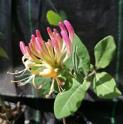 2 Honeysuckle Americana Fast Growing  Climber Sweet Scented Flowers Potted • £12.99