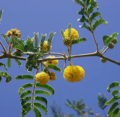 ACACIA FARNESIANA Vachellia Rare Mimosa Tree Bonsai Aroma Bush Seed  100 Seeds • $18.99