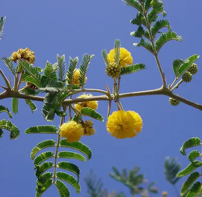 ACACIA FARNESIANA Vachellia Rare Mimosa Tree Bonsai Aroma Bush Seed  -20 Seeds • $8.99