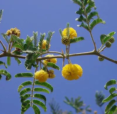 ACACIA FARNESIANA Vachellia Rare Mimosa Tree Bonsai Aroma Bush Seed  50 Seeds • $9.85