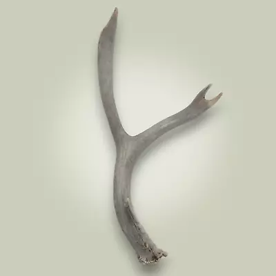 Naturally Shed Mule Deer Antler Single 3 Point Grade B 10  Long - Decorative! • $36