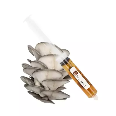 Oyster Mushroom Pleurotus Ostreatus Liquid Premium Culture 10ml • $6