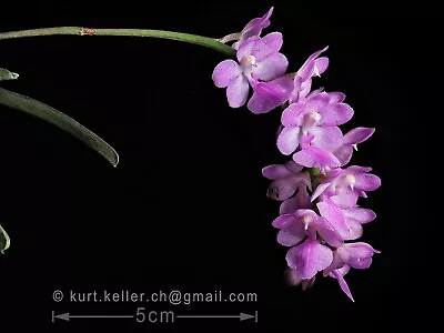 $25 • Buy Vandaceous Orchid Species Aerides Krabiensis
