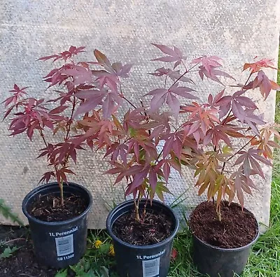 1 X Acer  Atropurpureum Plant  29-35cm Japanese Maple • £9.50