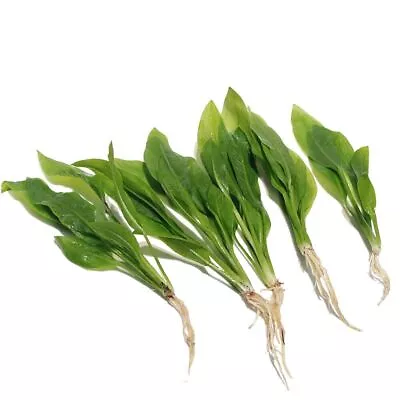 £5.99 • Buy 5 X Echinodorus Bleheri - Live Aquatic Plant Amazon Sword Tank Aquarium Fish