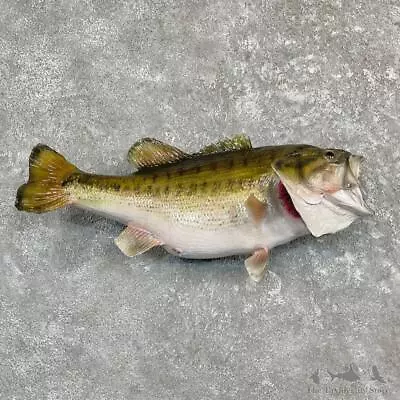 #27245 E+ | 24  Largemouth Bass Taxidermy Fish Mount For Sale • $780