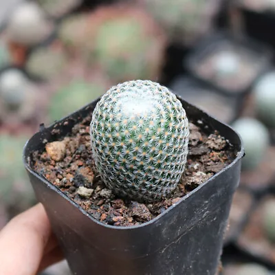 3cm Cactus Live Plants Mammillaria Solisioides Beautiful Live Plants Rare Cactus • $16.58