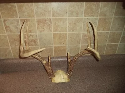 Illinois 8 Point Whitetail Deer Antlers And Scalp ~ Drilled For Hanging • $27.45