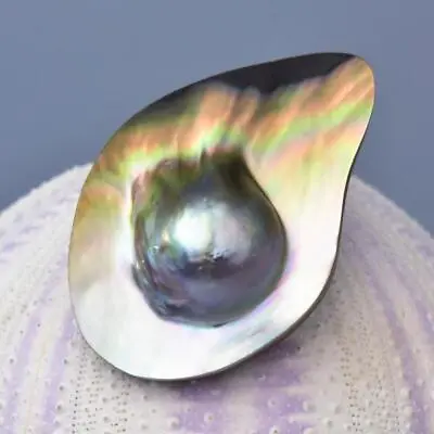 Mabe Blister Pearl In Shell Extreme Colorful Rainbow Iridescent 9.64 G Cabochon • $29