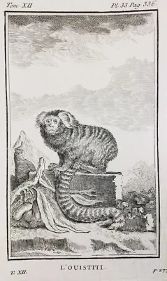 Marmoset Monkey Buffon 1804 Rare Engraving Primate • $22.79