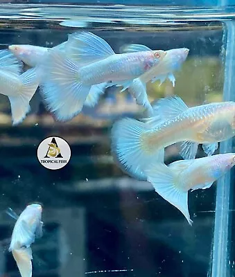 $25.95 • Buy 1 Pair - Albino White Platinum - Live Guppy Fish High Quality Grate A++
