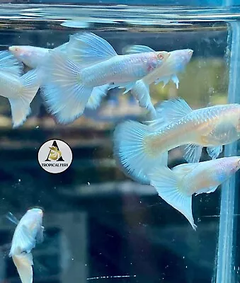 1 Trio - Albino White Platinum - Live Guppy Fish High Quality Grate A++ • $37.95