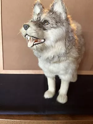 Animal Standing 11” High Full Body View Grey/white By Taxidermy • $65
