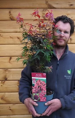 Acer Palmatum Shaina Dwarf Japanese Maple 3 Litre Pot Established Garden Plant • £27.95