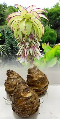 1-5 Eucomis Bicolor (pineapple Lily) Bulbs Fragrant Tropical Summer Flower  • £14.99