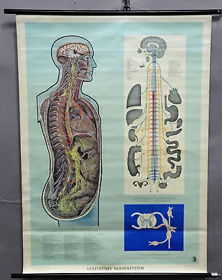 Rollable Medical Poster Vintage Print Wall Chart Human Nerve System VNS ANS • $215.99