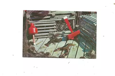 Vintage Postcard Live Lobsters & Lobster Traps     Chrome • $3.50