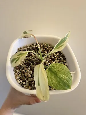 Homalomena Mint Full Baby Plant • £145