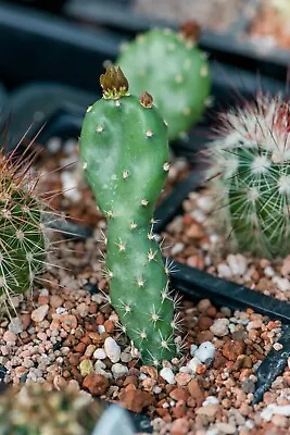 £6.25 • Buy Opuntia Humifusa (New Jersey) Nice Small Seedlings,  Hardy