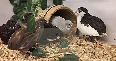 18 Button / Chinese Painted Quail Hatching Eggs. Mixed Colour • £18.99