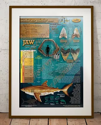 Otodus Megalodon Fossil Poster/ Educational Poster  • £15