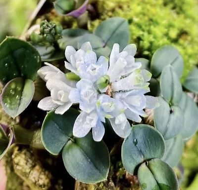 Dendrobium Leucocyanum ‘Ice Blue’ Rare Miniature Orchid Species Bloom Size • $79.99