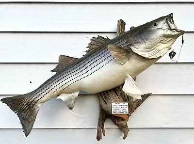 Large Striped Bass Taxidermy Mount  • $379