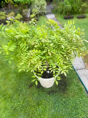 £255 • Buy Chinese Wisteria Plant Potted Bonsai Garden Patio Wisteria Sinensis (6)