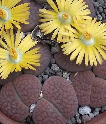 LITHOPS HOOKERI Living Stones Rare Exotic Mesemb Pebble Succulent Seed 30 Seeds • $8.99