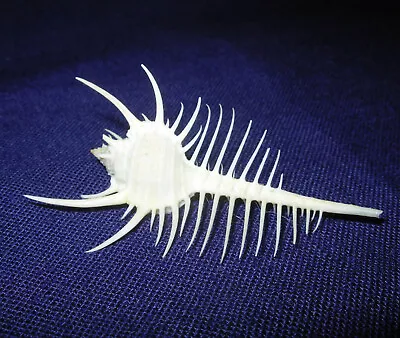 Venus Comb Murex Pectin 2.5 In Mermaid's Comb Shell Spines No Operculum Seashell • $19