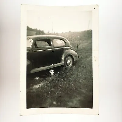 Sheepdog Hiding Under Car Photo 1940s Olympia Washington Shetland Collie B3047 • $29.95