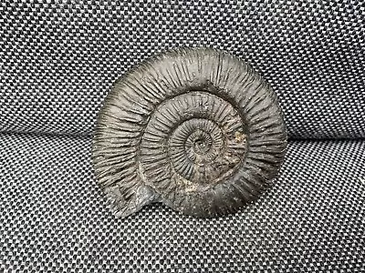 Dactylioceras Semicelatum Fossil Ammonite Whitby Yorkshire Coast England. • $18.59